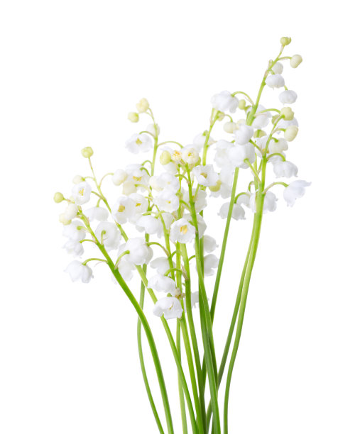 白色背景上孤立地生长着几枝铃兰。图片下载