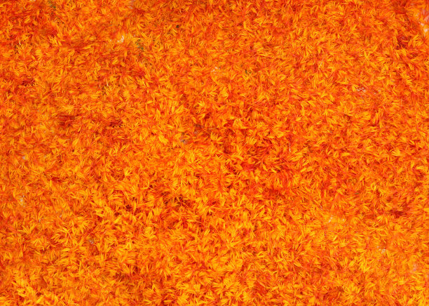 有许多桔黄色花瓣的纹理图片下载