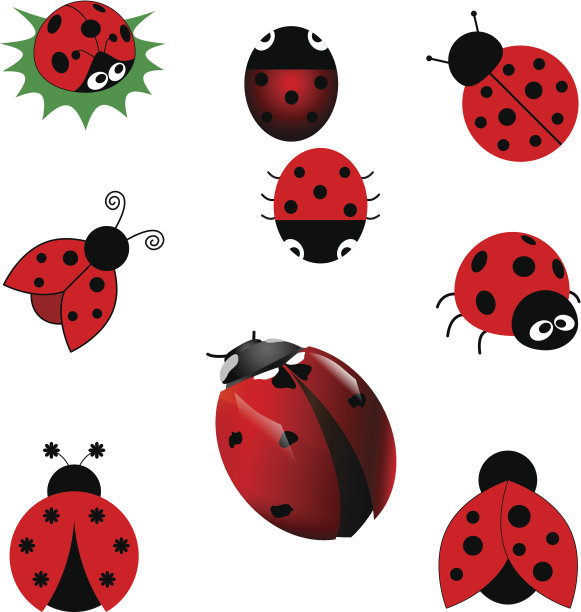 的瓢虫图片下载