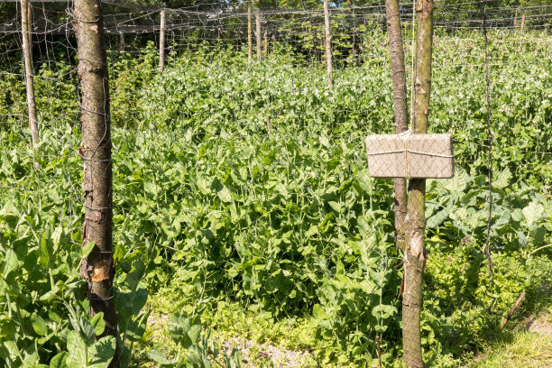 笼子里的豌豆。图片下载