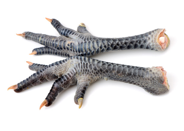 生黑脚鸡在白色的背景图片下载