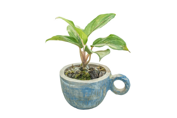 盆栽中的幼苗孤立在白色背景上图片下载