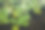 睡莲照片素材ID：165026554