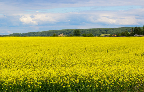 黄色的领域图片下载