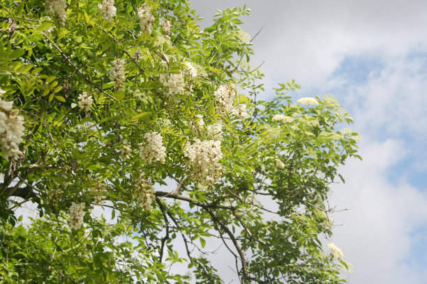 刺槐(Robinia pseudoacacia)图片下载
