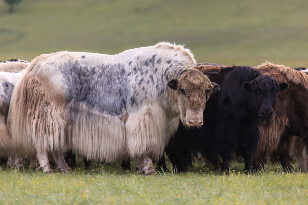 一群牦牛在山脚下吃草图片下载