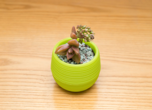 木桌上的一盆绿色多肉植物图片下载