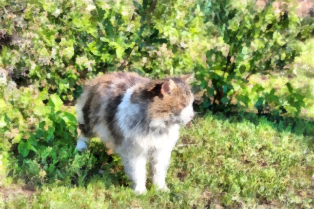 严酷的西伯利亚严酷的农村猫检查领土图片下载