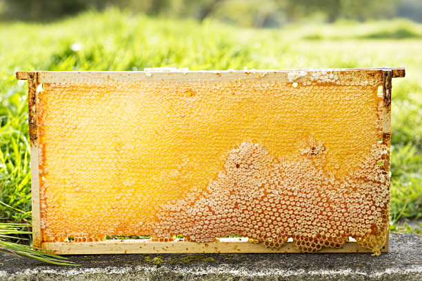 蜜蜂的蜂巢图片下载