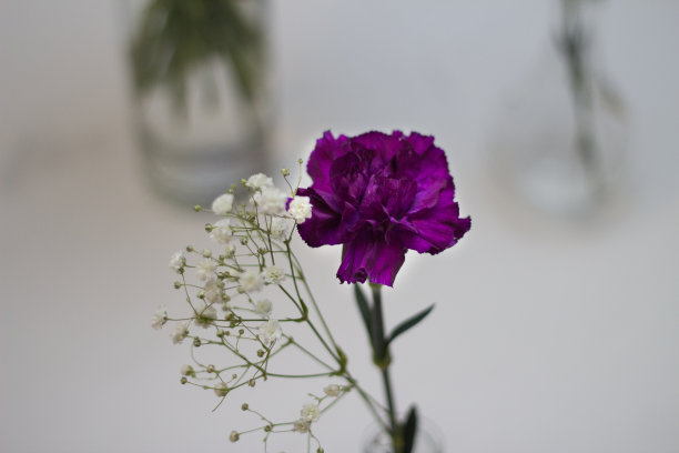 白色和紫色的花组合图片下载