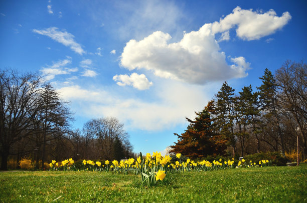 有美丽花圃的夏日公园图片下载