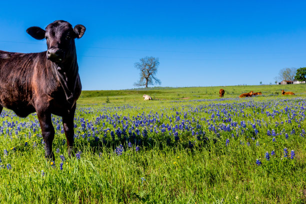 德州黑安格斯牛与著名的德州矢车菊图片下载