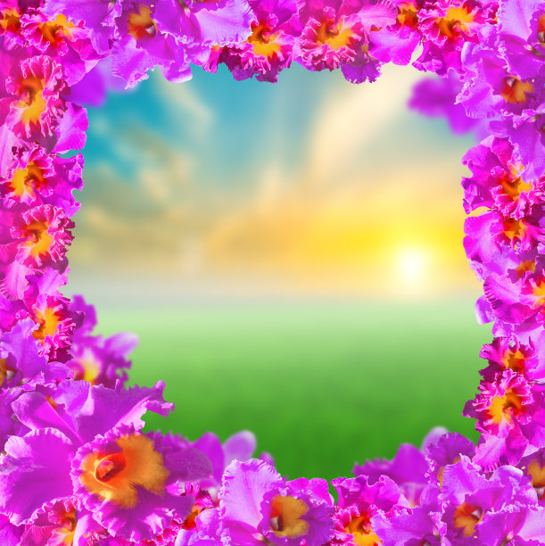 美丽的粉红色兰花框架图片下载