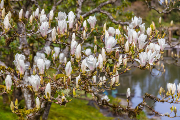 美丽的紫玉兰花在春天的木兰树上。图片下载