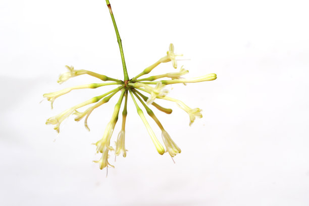 白色的花图片下载