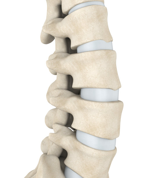 人类脊柱解剖图片下载