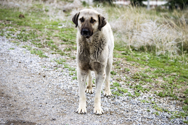 狗，狗，狗，肖像狗图片，不同品种的狗，躺着的狗，玩着的狗，睡觉的狗图片，有趣和美丽的狗图片，流浪狗，饥饿和疲倦的狗，可爱的狗图片下载