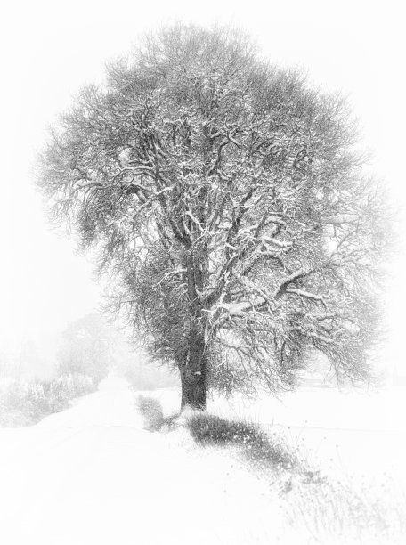 落雪的乡村路和孤独的树图片下载