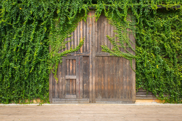 绿色的叶子在木门或墙上。很好用作背景。图片下载