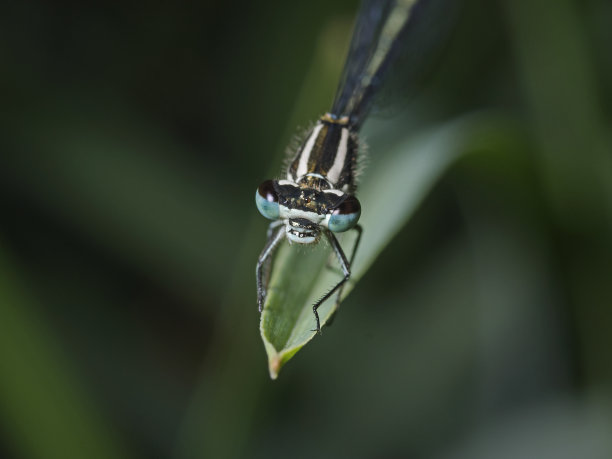 马祖尔马德，Hufeisen Azurjungfer (Coenagrion puella)图片下载