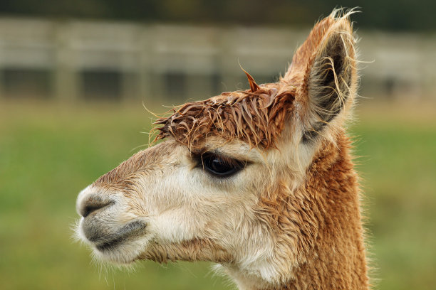 湿羊驼的肖像图片下载