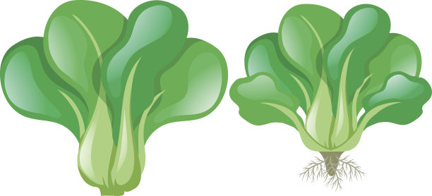 白色背景上的绿色菠菜图片下载