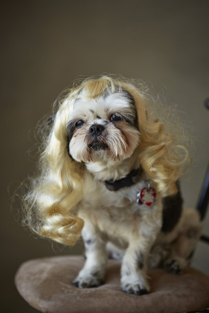 一头金色假发的狮子狗图片下载