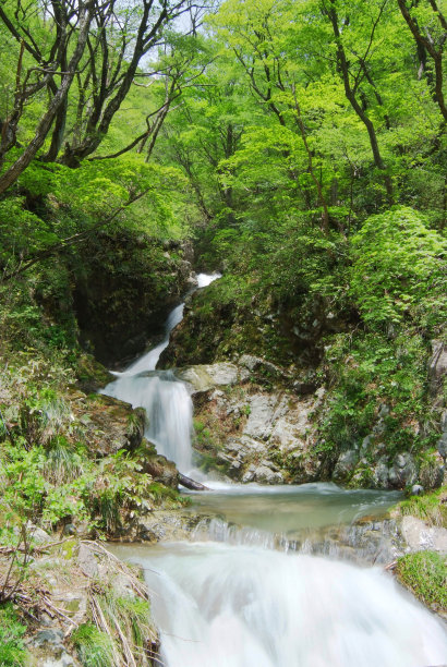 Kouritori瀑布在新鲜的绿色图片下载