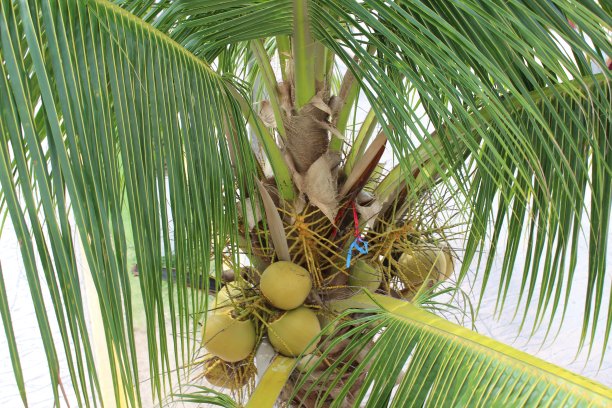 有椰子的棕榈树图片下载