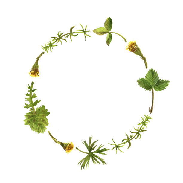 花卉框架与水彩画草药和叶子图片下载