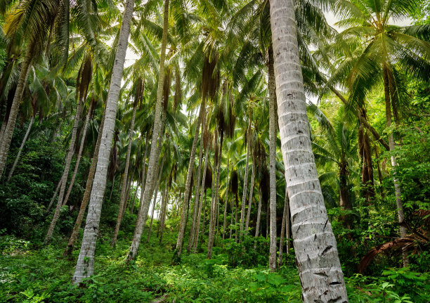热带森林中的棕榈树图片下载