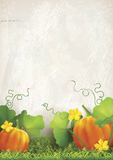 南瓜叶草图片下载