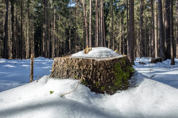 雪地里的树桩图片下载