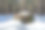 雪地里的树桩图片下载