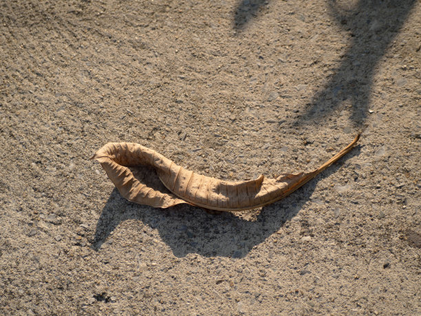 自然的法则图片下载