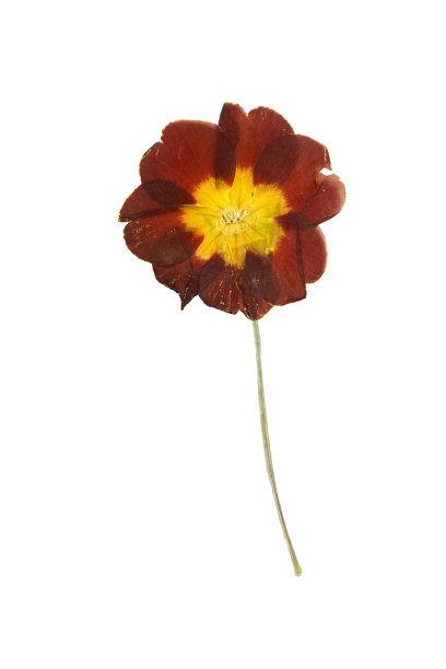 压榨和干燥的栗色樱草花图片下载