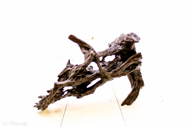 大自然的艺术家图片下载