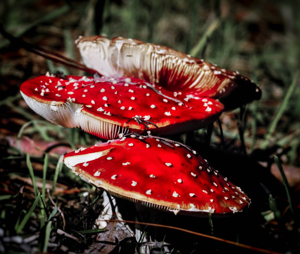 仙女的步骤图片下载