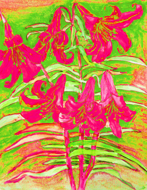 红百合花，手绘画图片下载