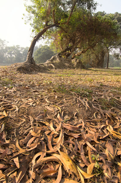 地上枯叶，冬天的景象图片下载