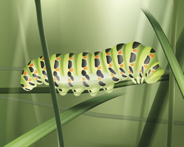 绿色Machaon卡特彼勒图片下载