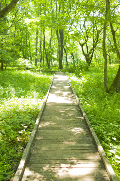 薪の山　森林图片下载