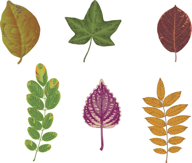 秋天的落叶图片下载