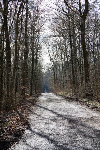 春天林间小道图片下载
