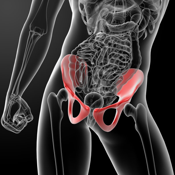 在x光下3d渲染骨盆图片下载