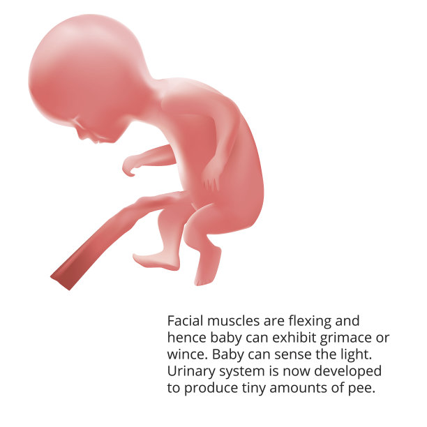 怀孕了。子宫内的人类胎儿。胎儿阶段。向量。图片下载