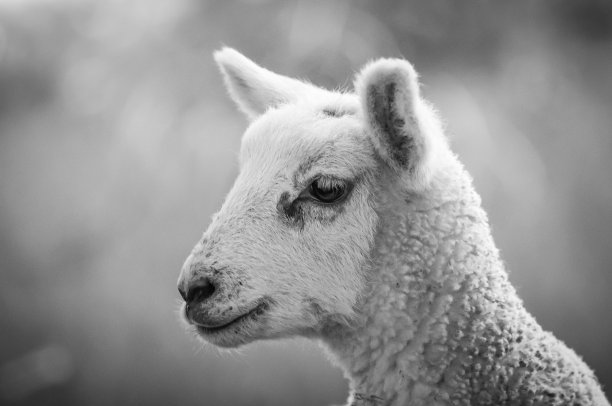 春天的羔羊图片下载