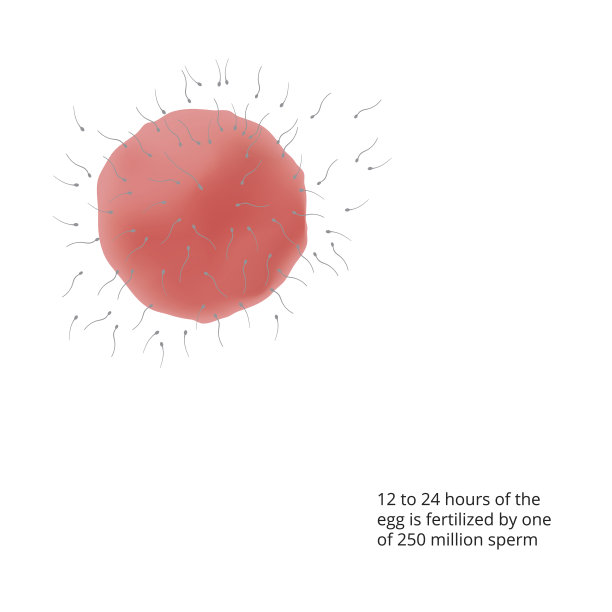 怀孕了。子宫内的人类胎儿。胎儿阶段。向量。图片下载