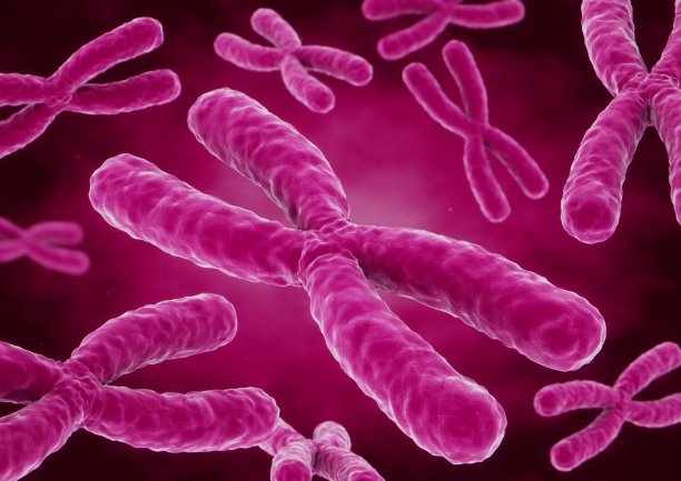 三维渲染X染色体图片下载