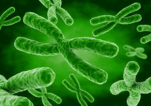 三维渲染X染色体图片下载